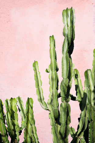 Affiche cactus