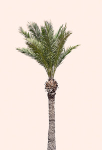 Affiche palmier fin